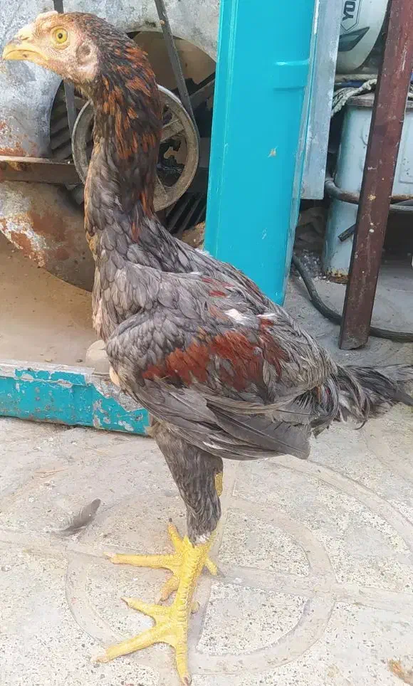 جوجه لاری چهار ماه|حیوانات مزرعه|مشهد, شهید احمدی روشن|دیوار