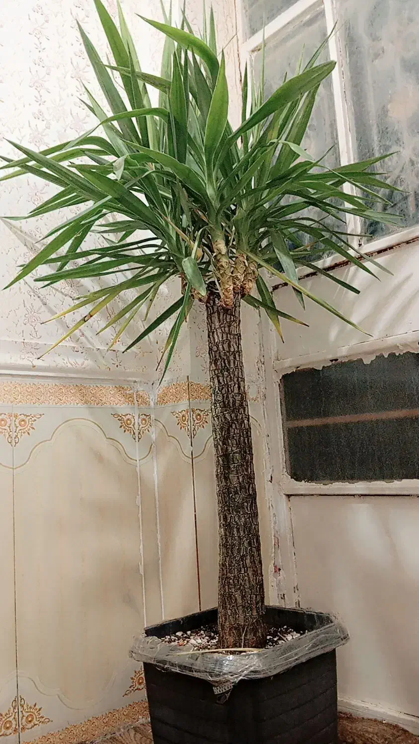 گل طبیعی یوکا (درخت)|گل و گیاه طبیعی|گزیک, |دیوار