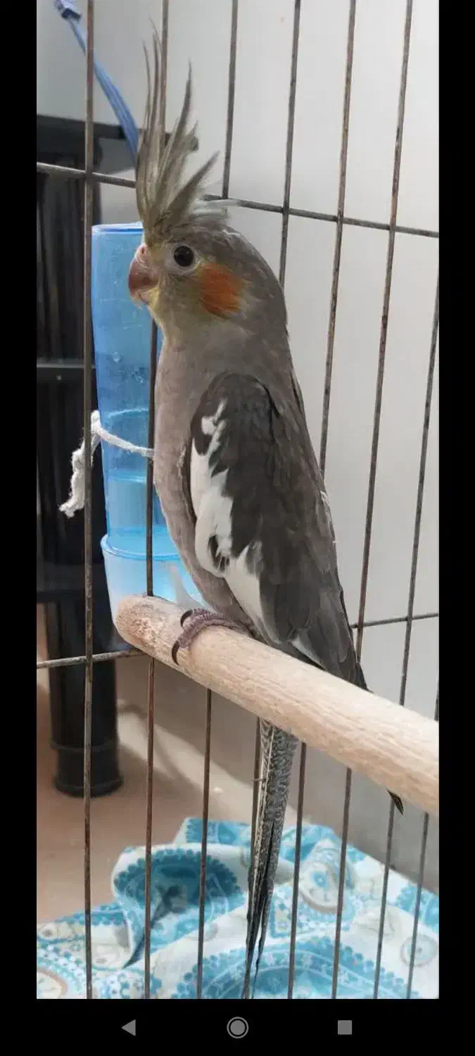 جوجه عروس هلندی|پرنده|تهران, جوادیه تهرانپارس|دیوار