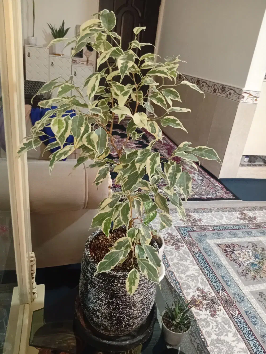 گل بنجامین|گل و گیاه طبیعی|دشتابی, |دیوار