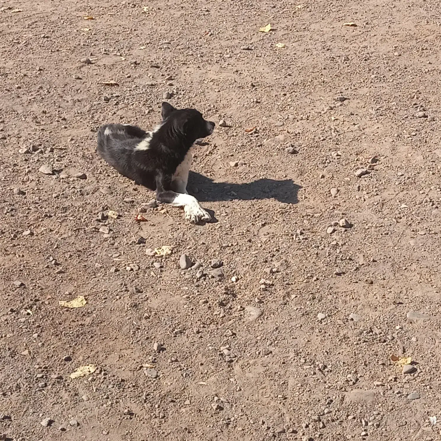 فروشی|سگ|مهربان, |دیوار