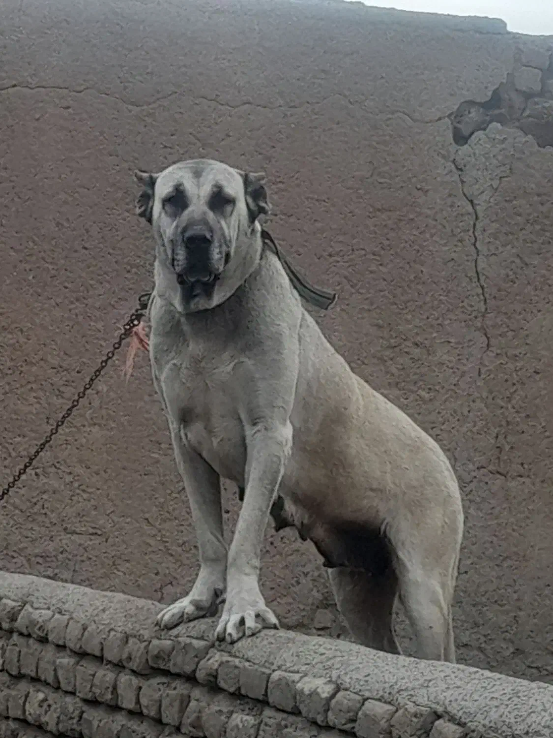 ماده سراب نسل دار|سگ|قزوین, |دیوار