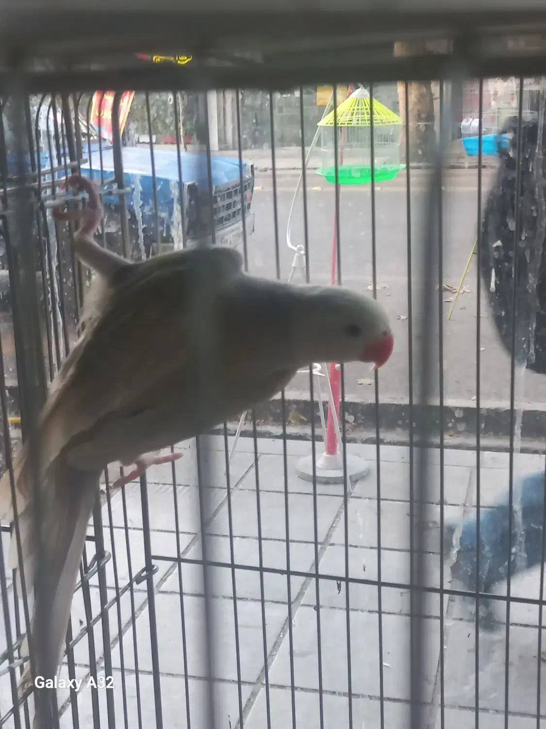 ملنگو سفید کم یاب|پرنده|ساری, |دیوار