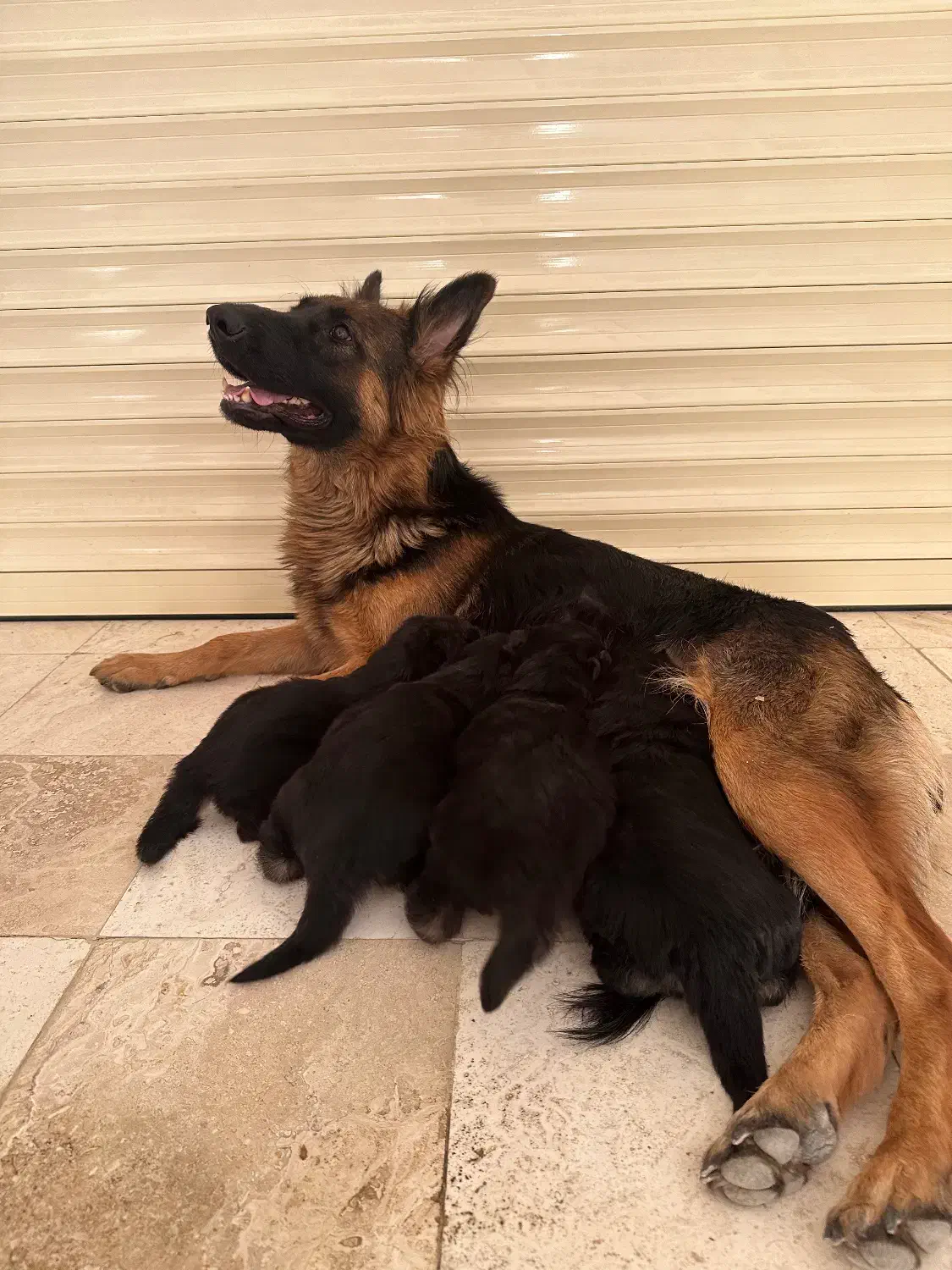 سگ ژرمن|سگ|رودهن, |دیوار