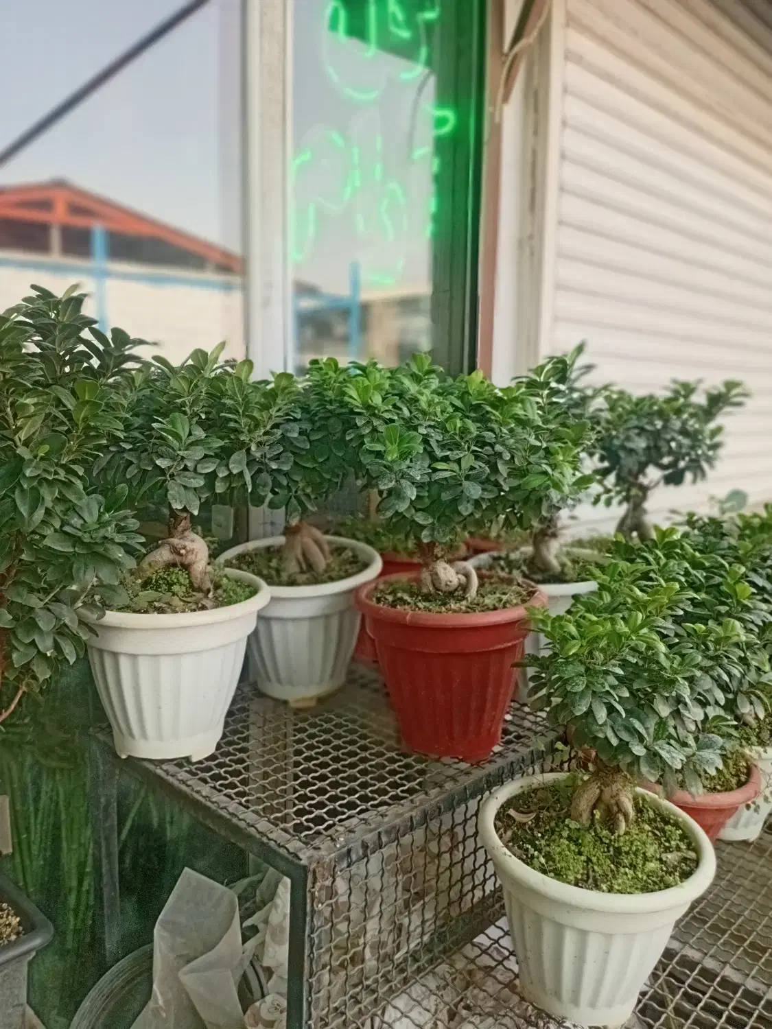 پخش عمده وتک فروشی گل های اپارتمانی به سراسر کشور|گل و گیاه طبیعی|پاکدشت, پاکدشت (مامازند)|دیوار