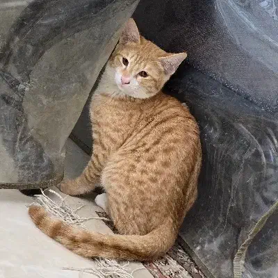 واگذاری گربه ۴ماه|گربه|پاکدشت, پاکدشت (مامازند)|دیوار