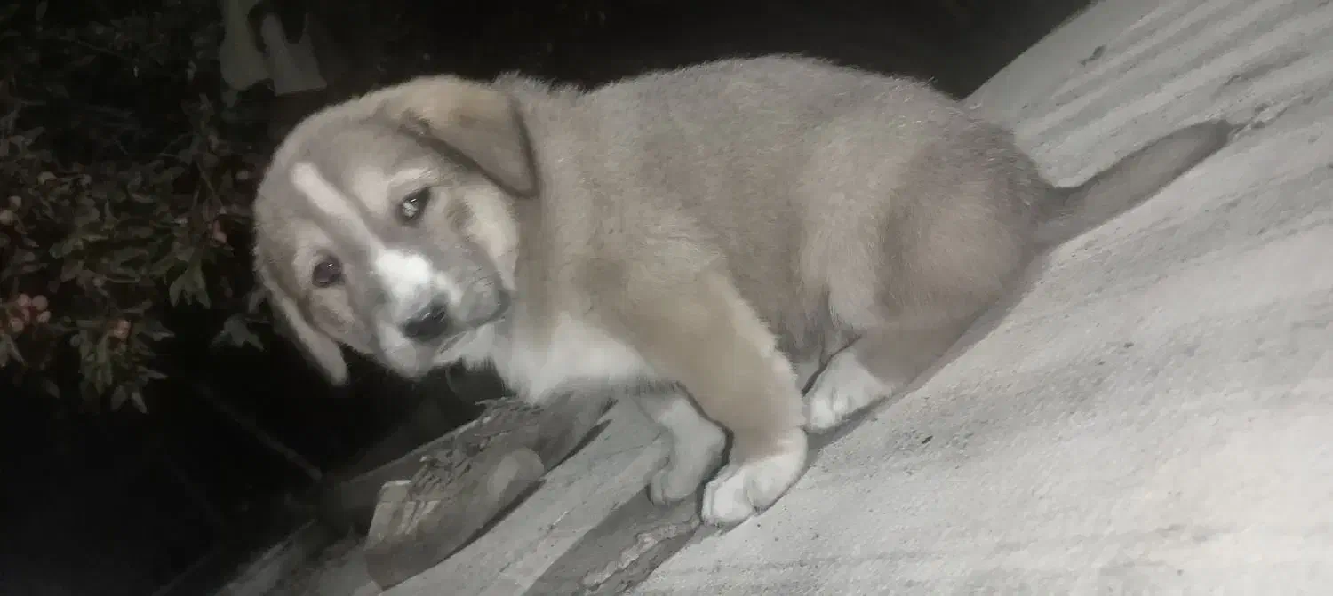 توله سگ|سگ|اسفراین, |دیوار