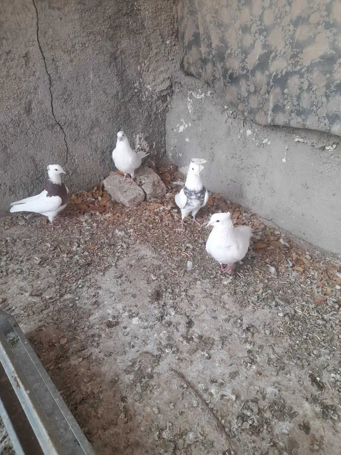 کبوتر طوقی|پرنده|بشاریات, |دیوار