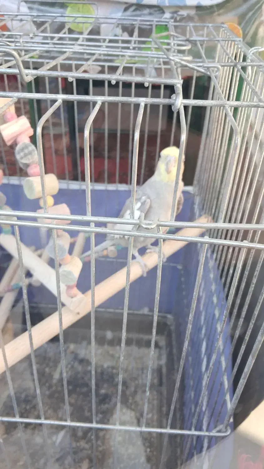 عروس هلندی|پرنده|نیر (اردبیل), |دیوار