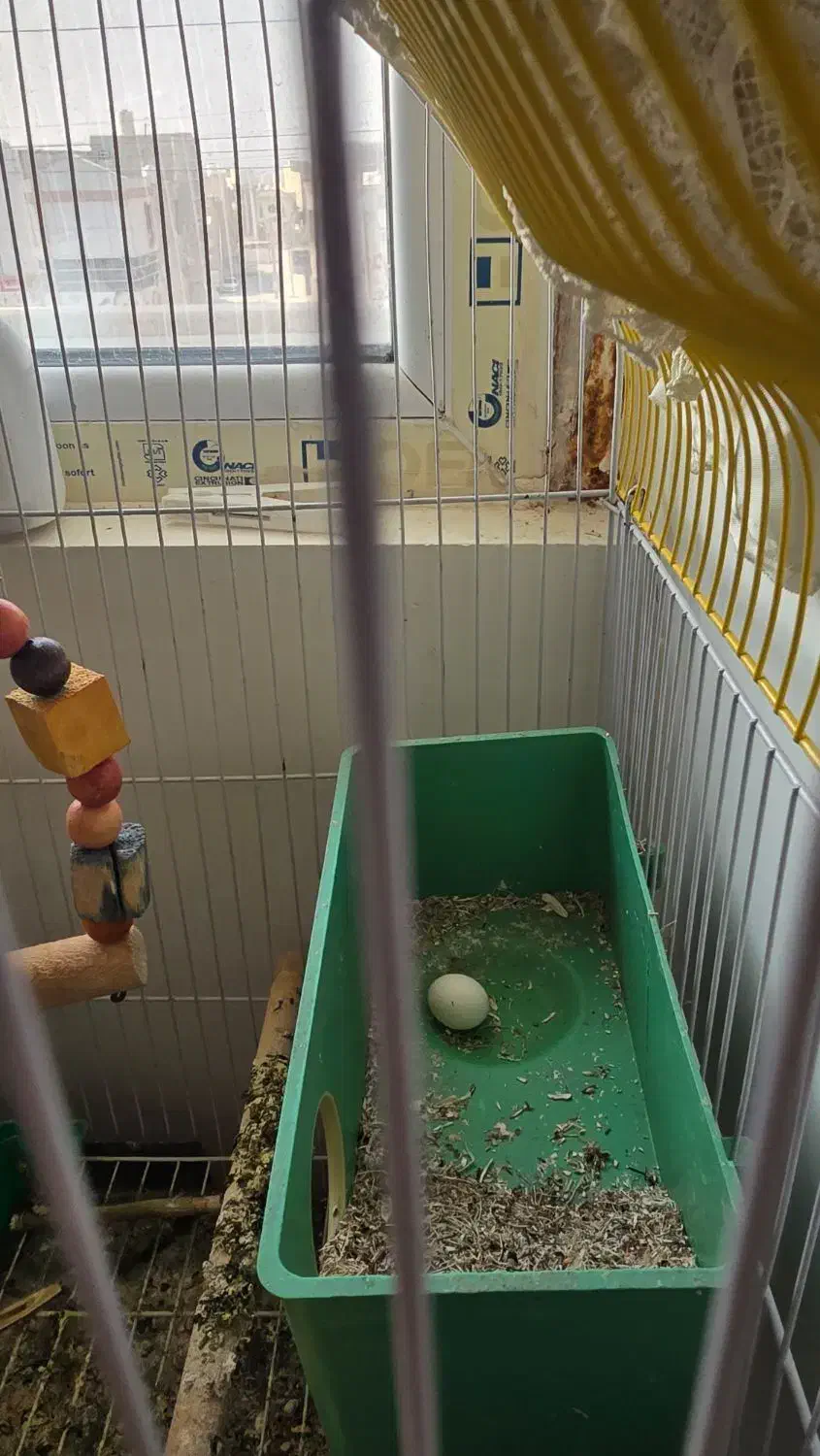 طوطی برزیلی ماده تخم گذار|پرنده|بندر کنگان, |دیوار