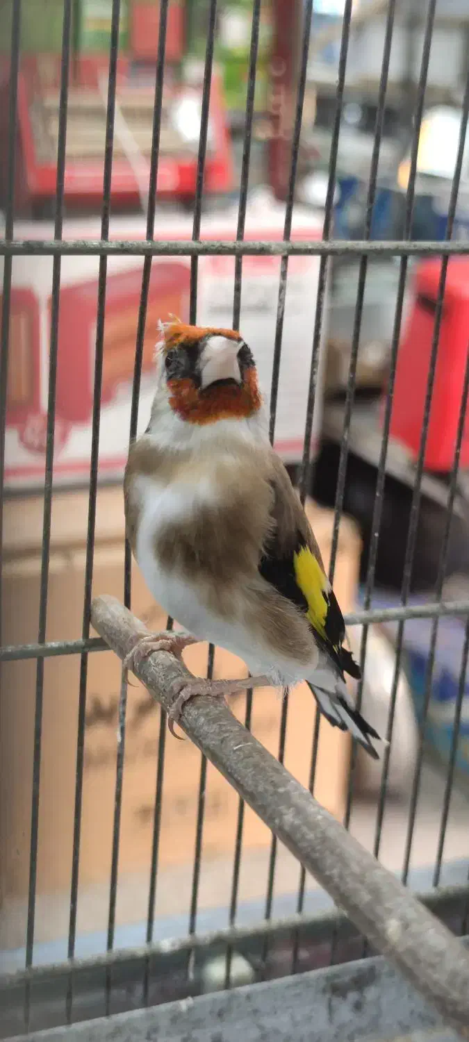 سهره|پرنده|قیامدشت - خاورشهر, |دیوار