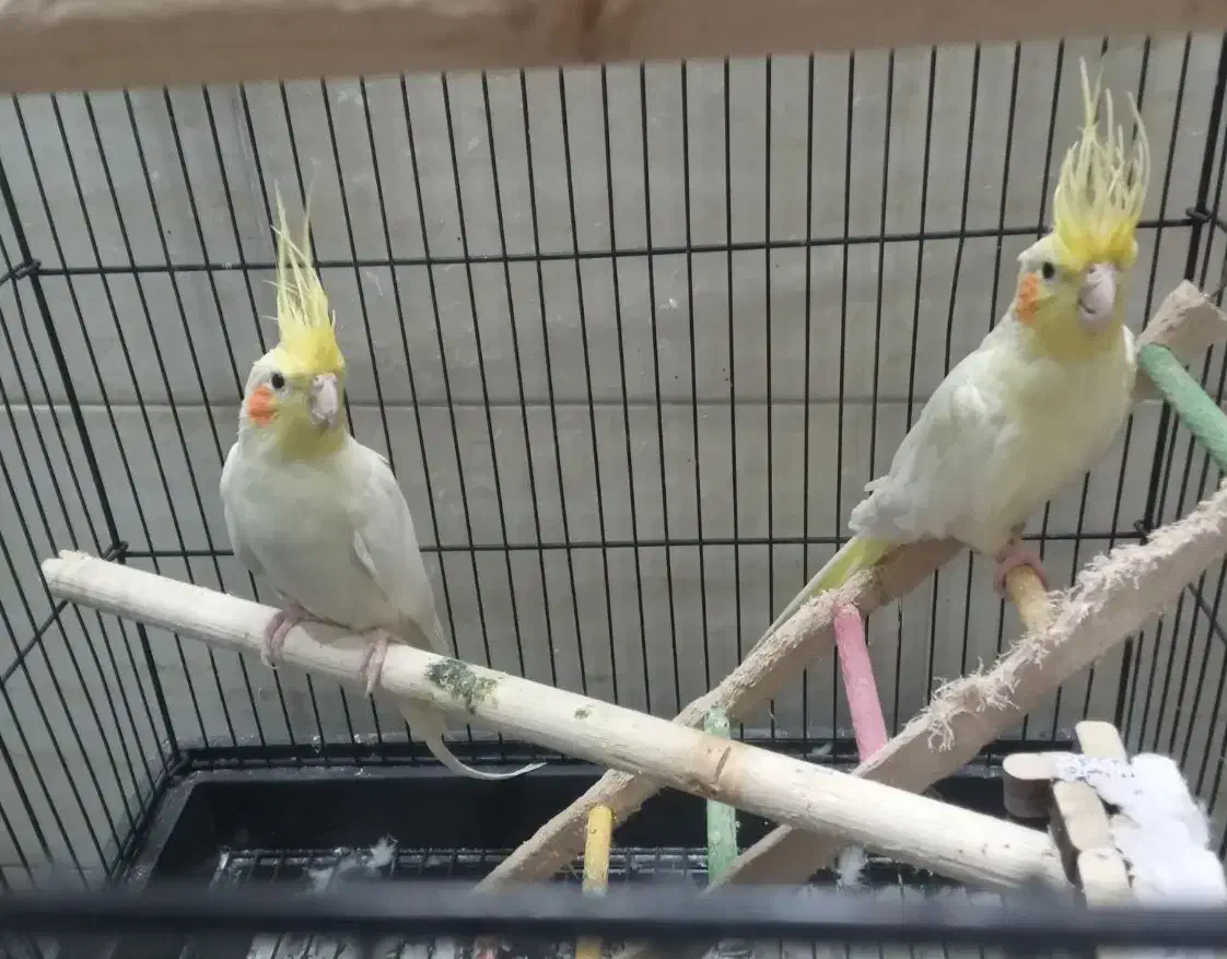 عروس هلندی|پرنده|یزد, |دیوار