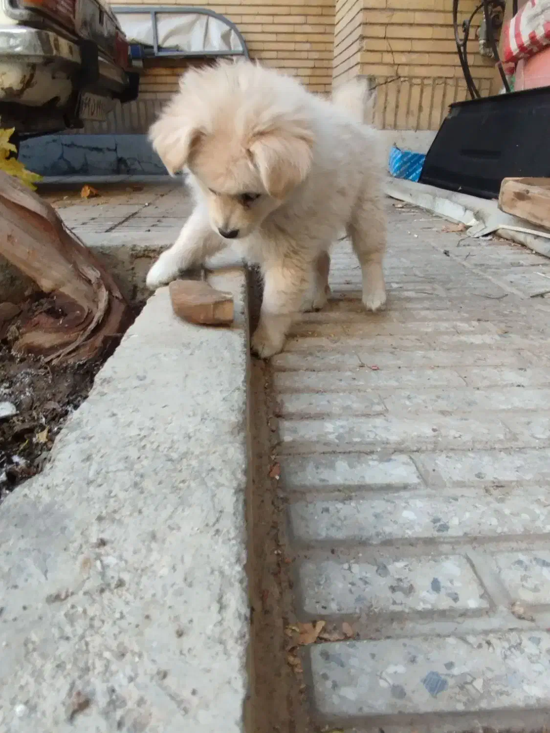 پامریعن عروسکی توله دو ماه|سگ|اصفهان, قائمیه|دیوار