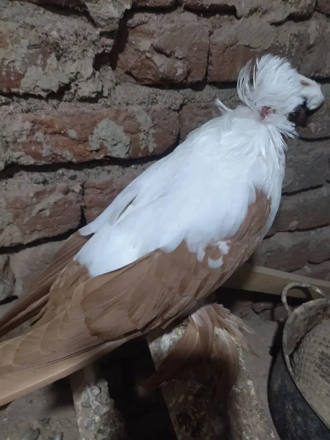 کبوتر ککیلی یاتاق کوگچح|پرنده|اردبیل, |دیوار