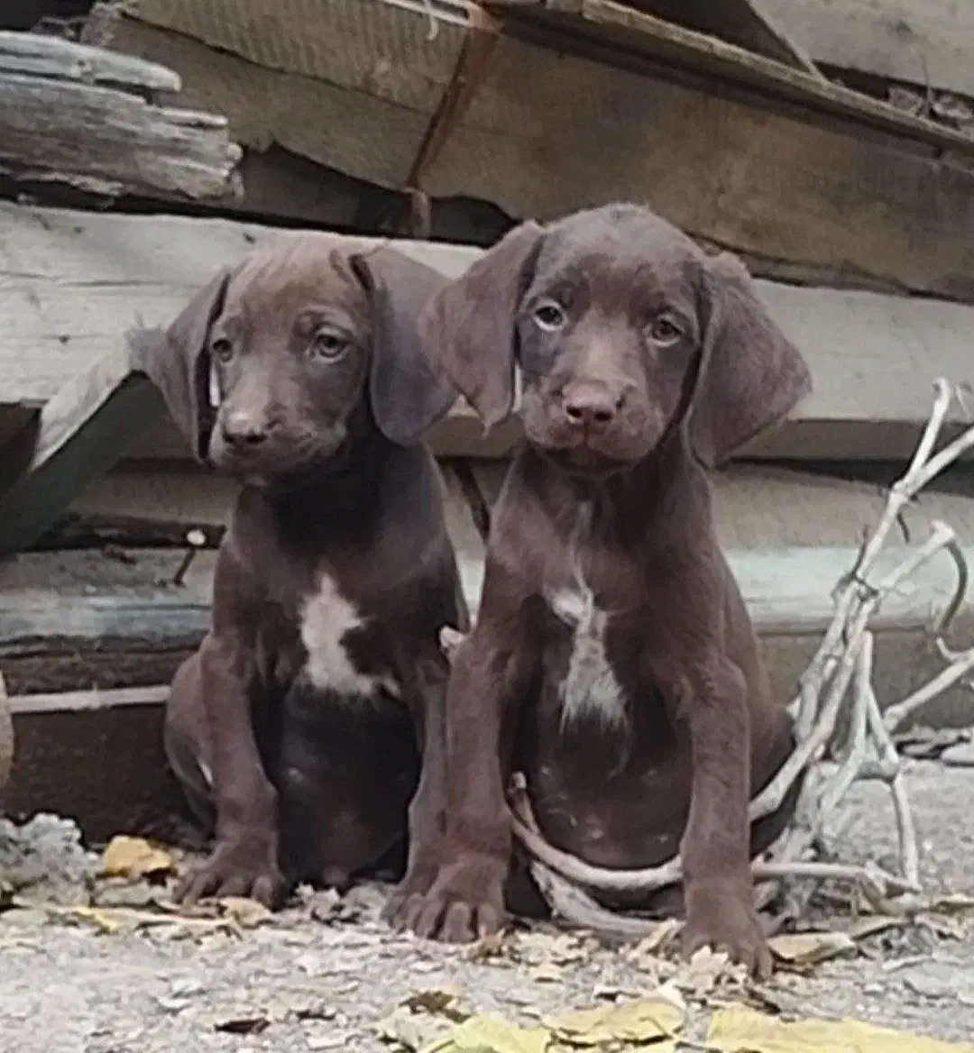 توله سگ|سگ|سنگدوین, |دیوار