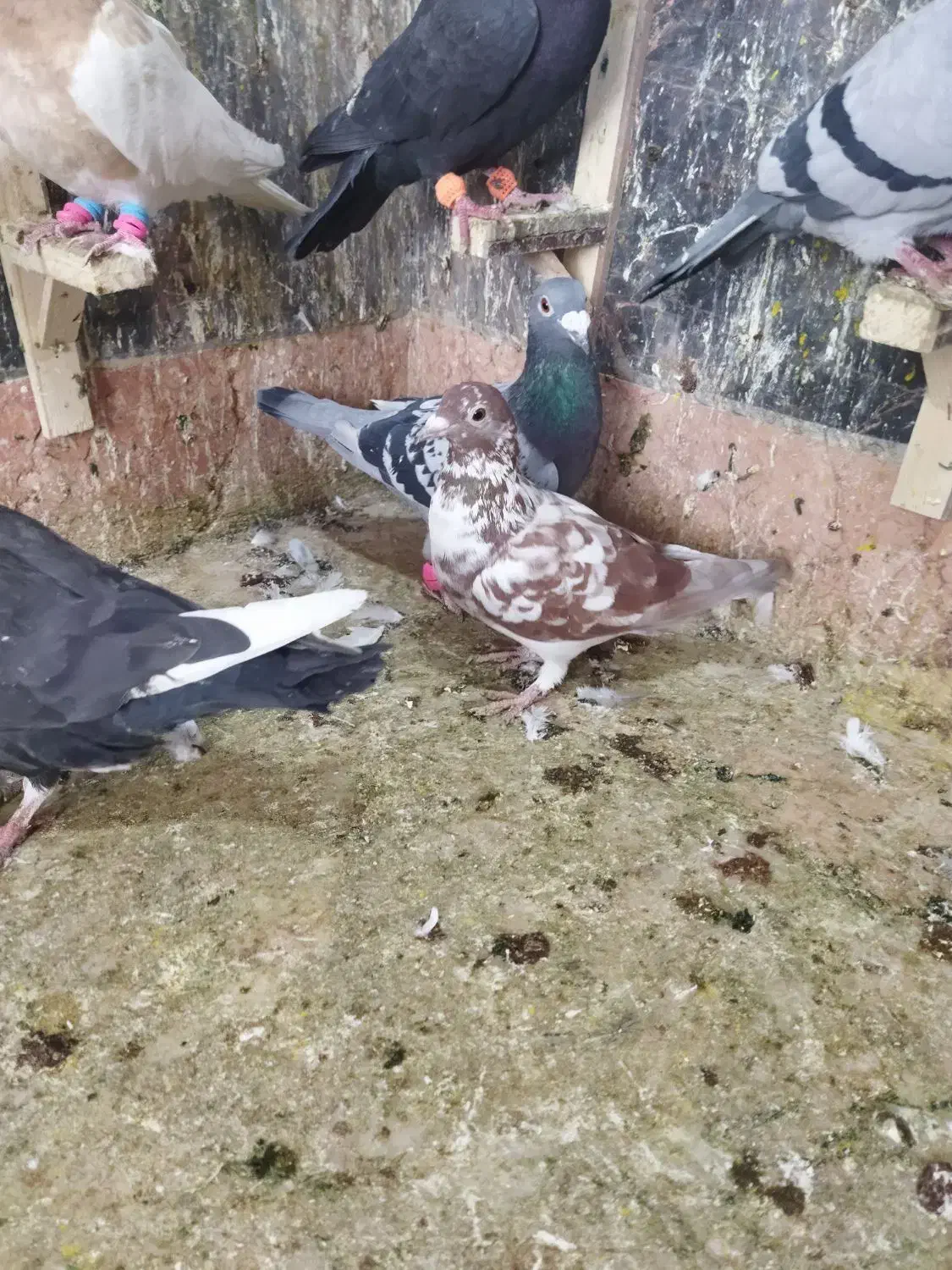 نر ماده هوایی|پرنده|مشهد, شهید بصیر|دیوار