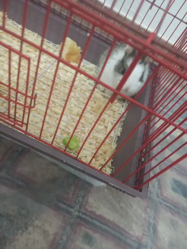 واگذاری خرگوش مینیاتوری|موش و خرگوش|ورامین, ورامین|دیوار