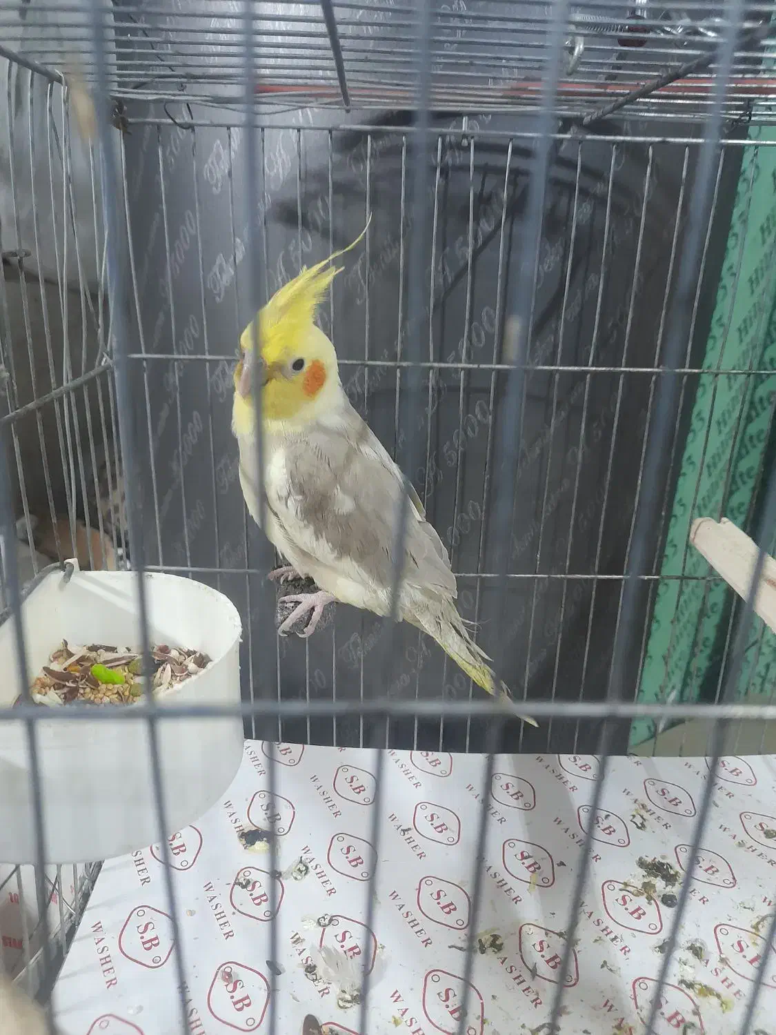 عروس هلندی سخنگو|پرنده|نسیمشهر, |دیوار