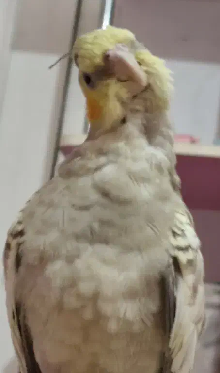 عروس پاریس|پرنده|کارون, |دیوار