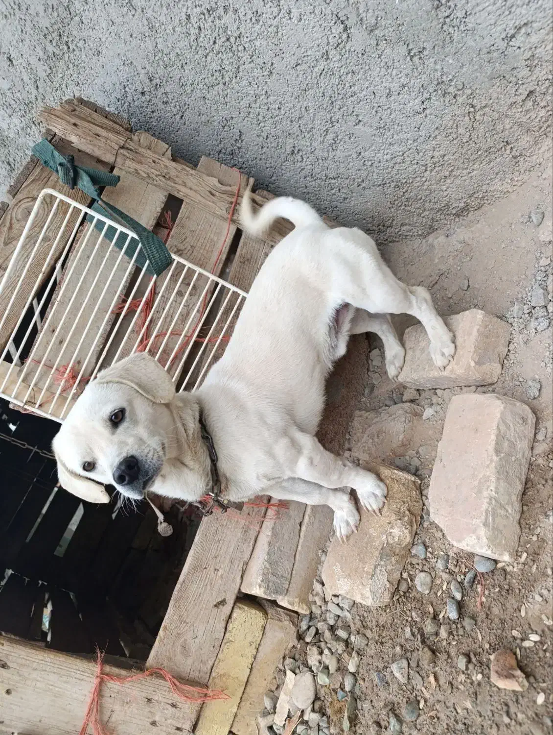 سگ پاپی سالم سلامت دهن پاک ۲تومان|سگ|جوادآباد, |دیوار