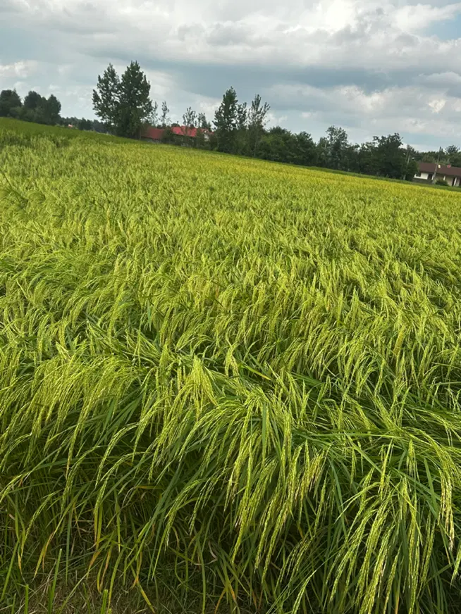 برنج|خوردنی و آشامیدنی|شفت, |دیوار