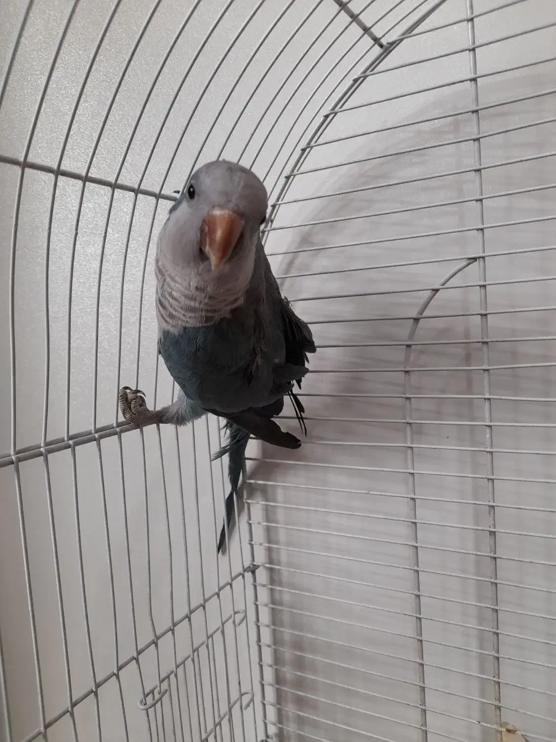 طوطی راهب|پرنده|ارومیه, |دیوار