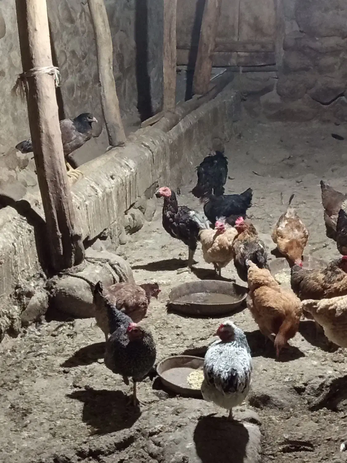 مرغ تخم گذار سالم و سرحال|حیوانات مزرعه|نظر کهریزی, |دیوار