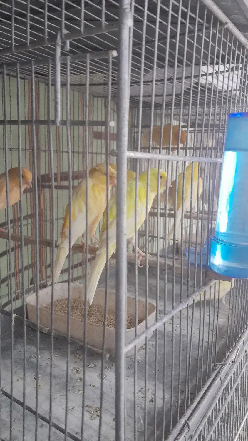 قناری سفید طلایی پرتقالی|پرنده|آباده, |دیوار