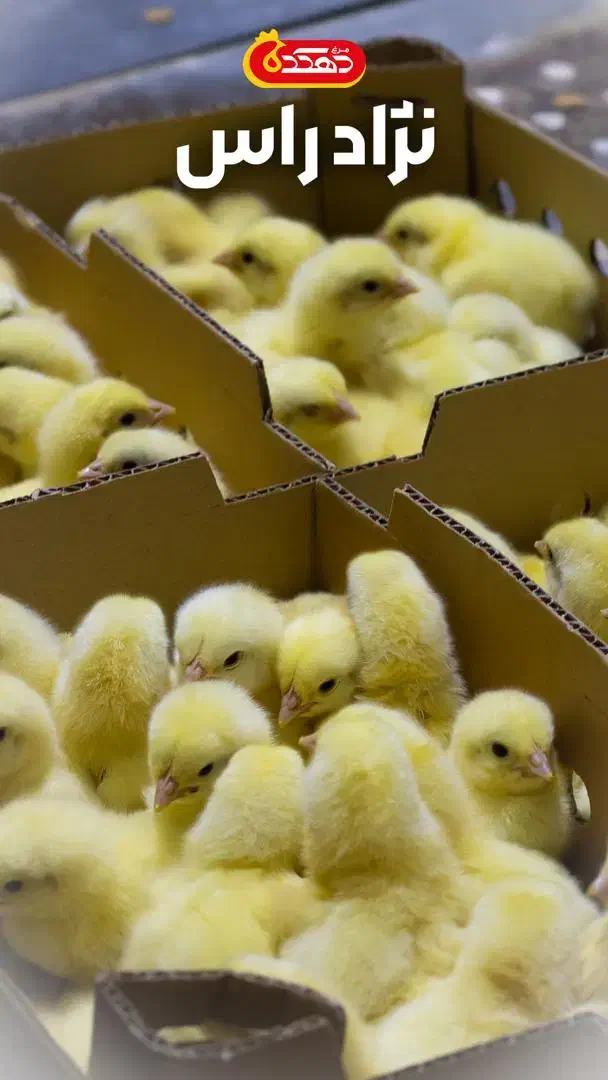 جوجه ۱روز گوشتی با وزندهی بالا|حیوانات مزرعه|علی‌آباد کتول, |دیوار