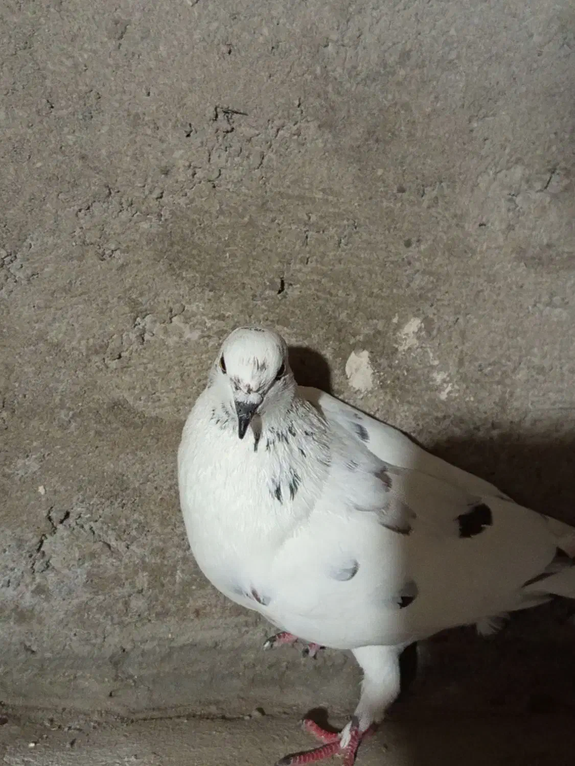 دو عدد کفتر خوب|پرنده|پارسآباد, |دیوار