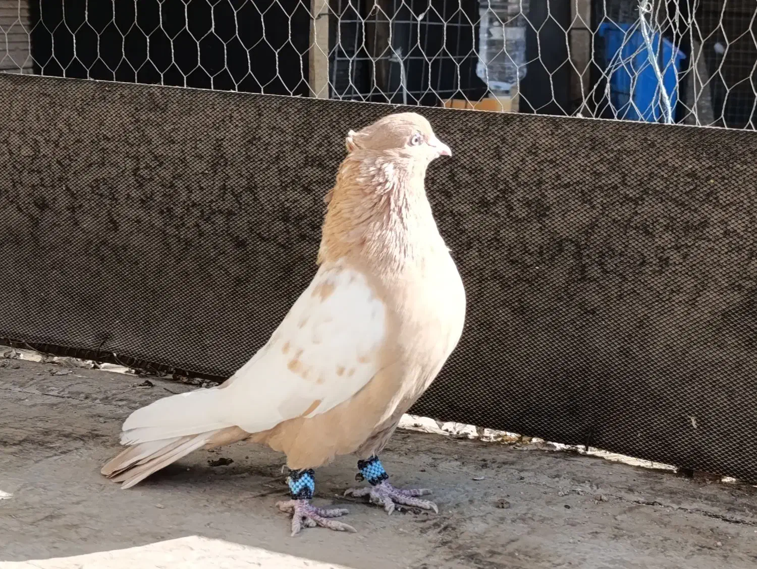 کبوتر سینه ای زرد نر درجه یک|پرنده|زیباشهر, |دیوار