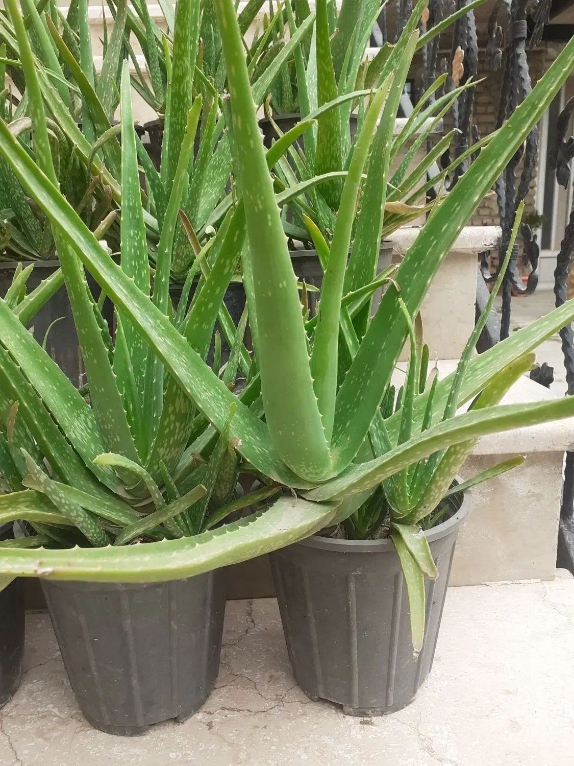 گل الوعه ورا|گل و گیاه طبیعی|گرگان, |دیوار