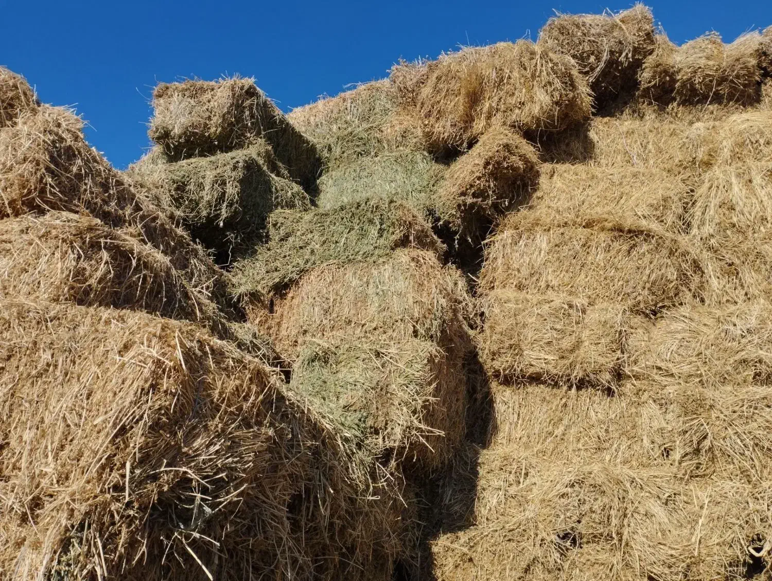 فروش یونجه چین یک ودو|خدمات باغبانی و درختکاری|هریس, |دیوار