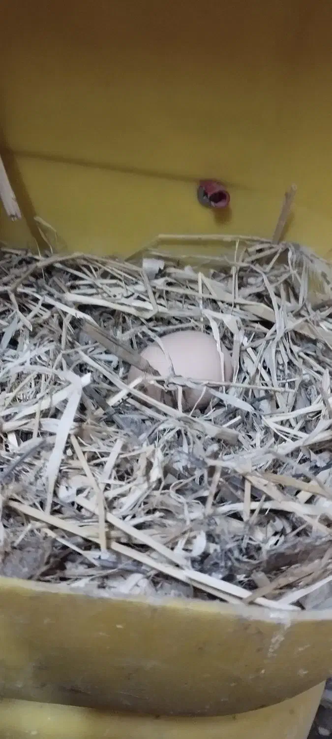 تخم بوقلمون و مرغ|حیوانات مزرعه|بندرعباس, |دیوار