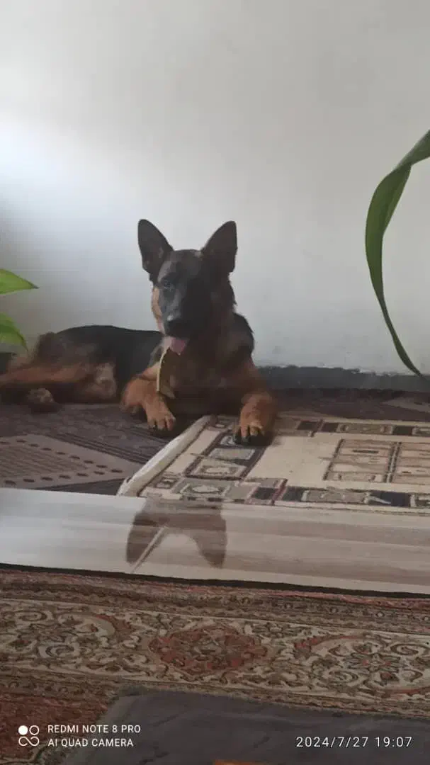 سگ گمشده|حیوانات|داراب, |دیوار