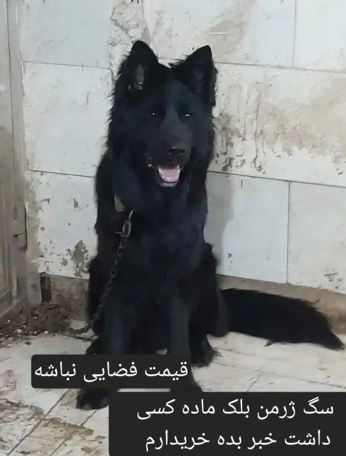 سگ ژرمن بلک ماده لوطان|سگ|زاهدان, |دیوار