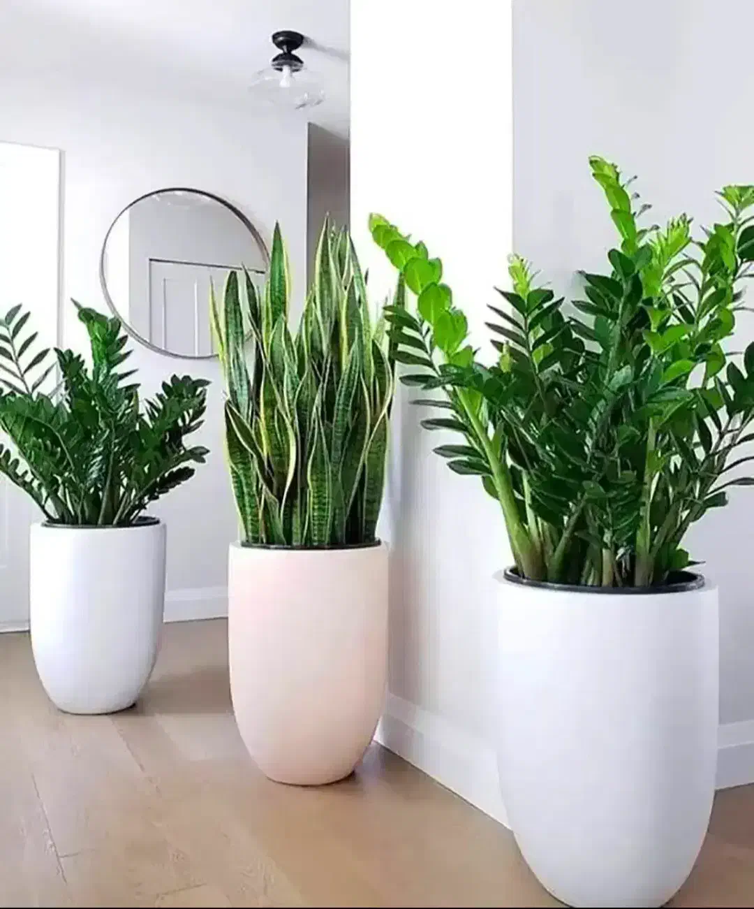 خدمات باغبانی هرس کاری کل کاری تمام نقاط تهران|خدمات باغبانی و درختکاری|تهران, صادقیه|دیوار