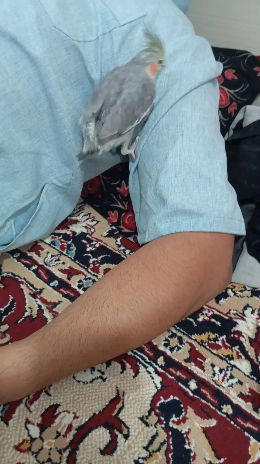 عروس هلندی|پرنده|بندر ماهشهر, |دیوار