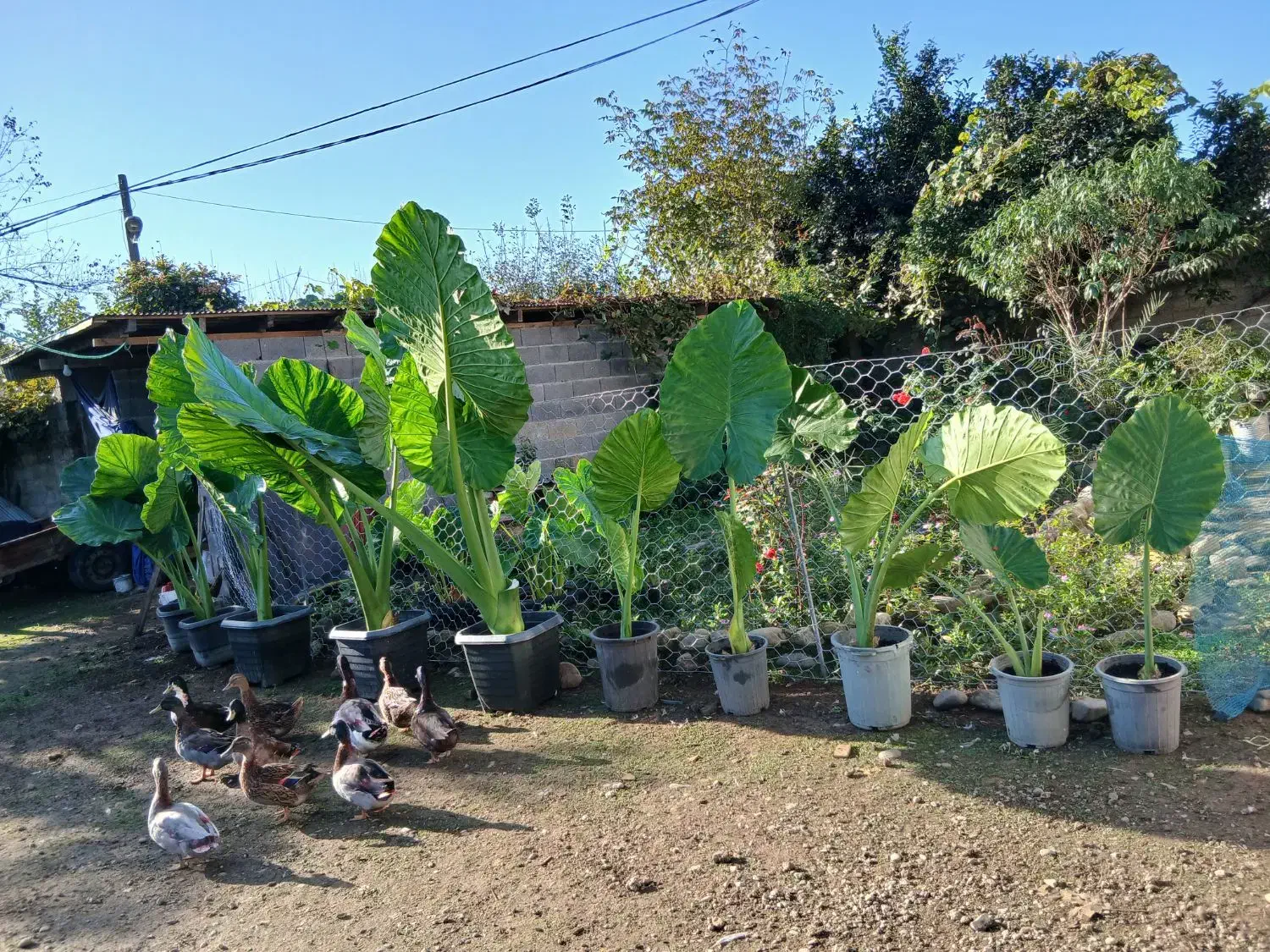 فروش گل بابا آدم|گل و گیاه طبیعی|فومن, |دیوار