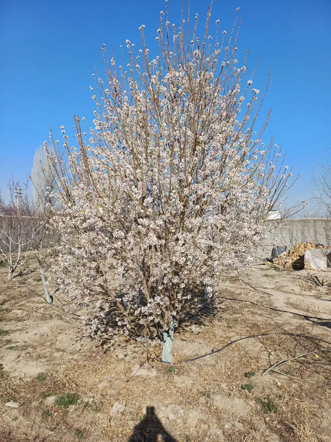 تهاتر باغ ویلا با اپارتمان|فروش خانه و ویلا|رامجین, |دیوار