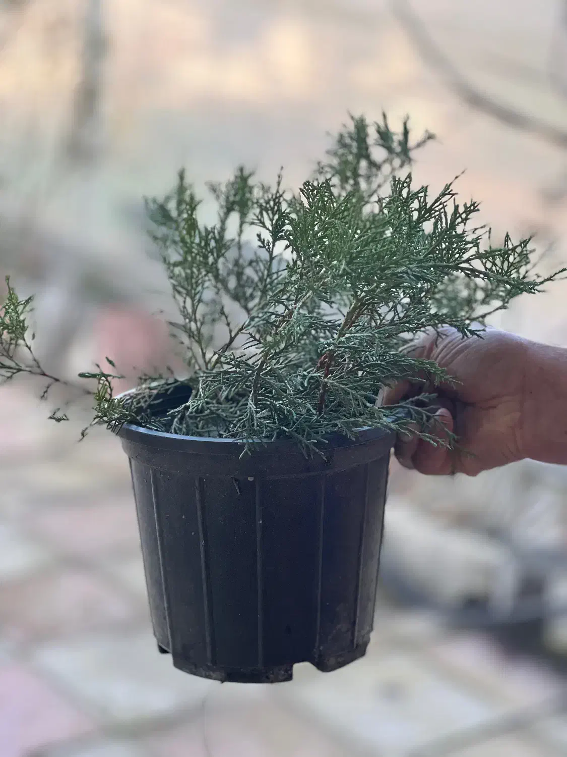 کاج رونده|گل و گیاه طبیعی|خرم‌آباد (تنکابن), |دیوار