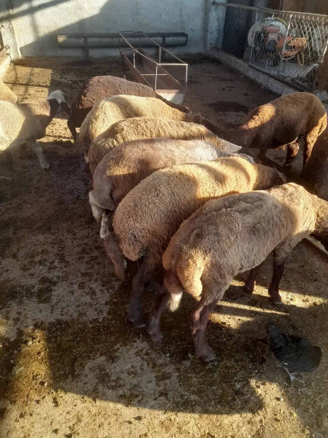 بره|حیوانات مزرعه|گرگان, |دیوار