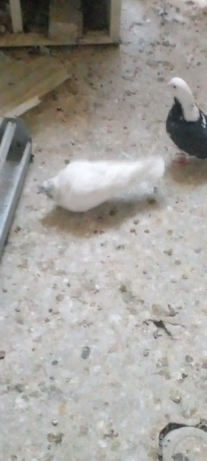 کبوتر تهرانی پرشی|پرنده|محمدشهر, همایون ویلا|دیوار