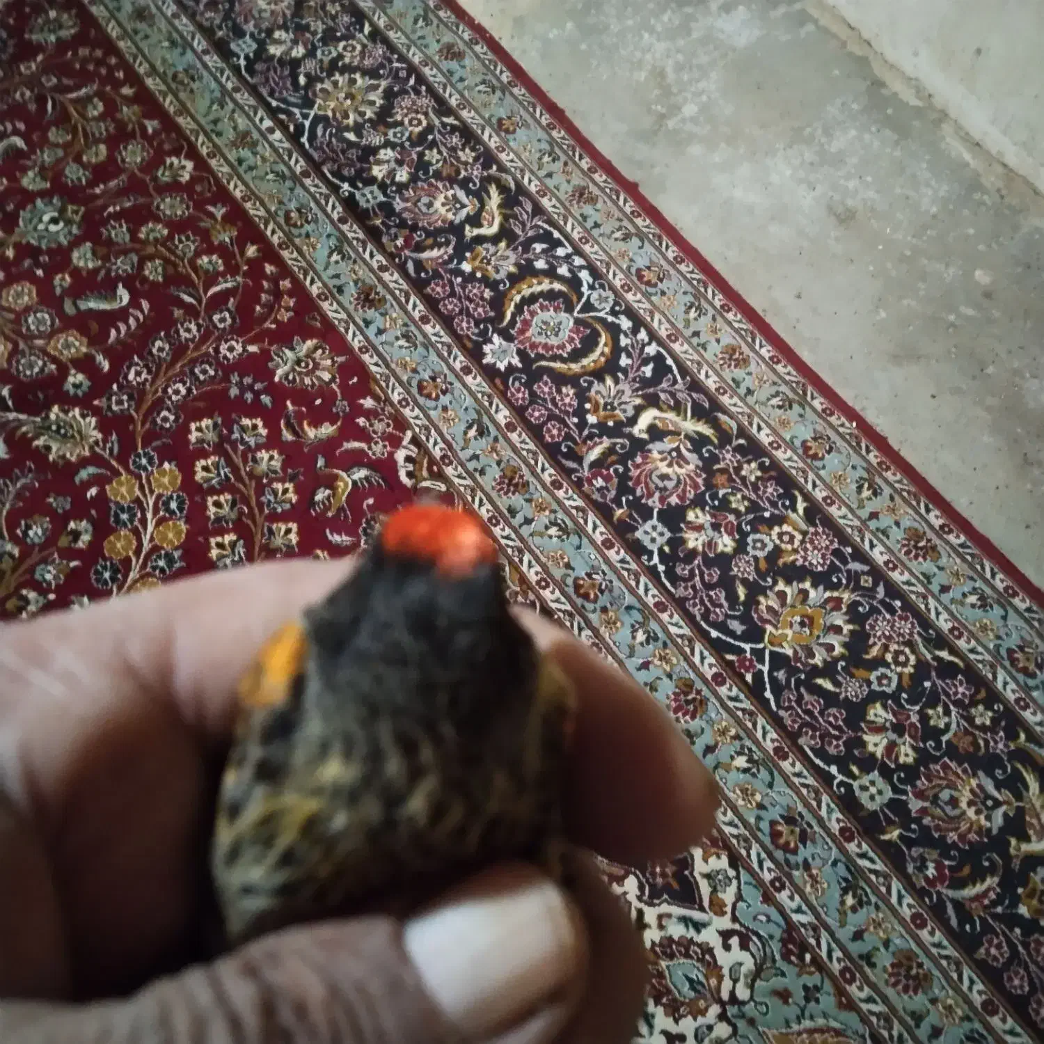 گلبسر|پرنده|کنگاور, |دیوار