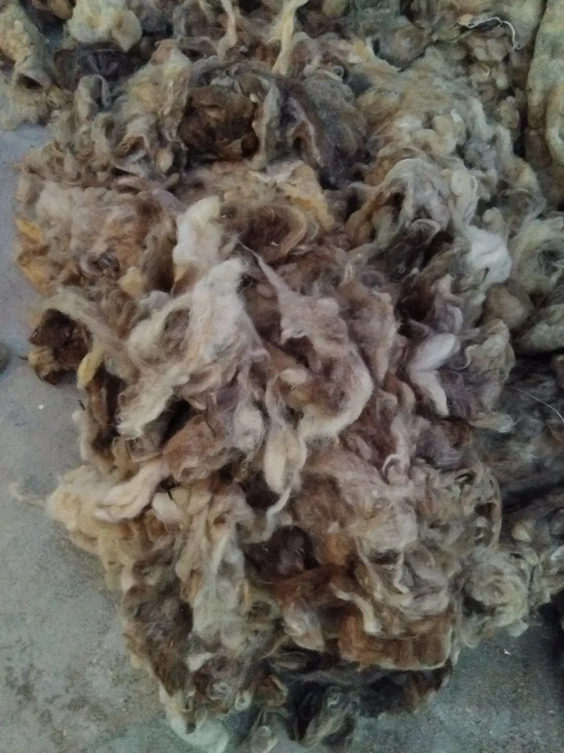 پشم گوسفندی تمیز وعالی|حیوانات مزرعه|خورموج, |دیوار