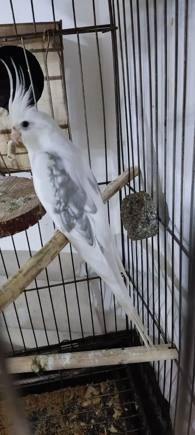 عروس هلندی نر دوکت|پرنده|کرج, حسین آباد (اکبر آباد)|دیوار