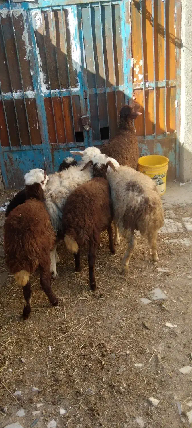 گوسفند. بره ماده نازار|حیوانات مزرعه|بروجرد, |دیوار