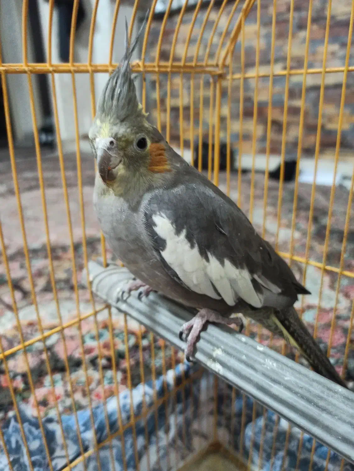 عروس ماده|پرنده|قم, باغ کرباسی|دیوار