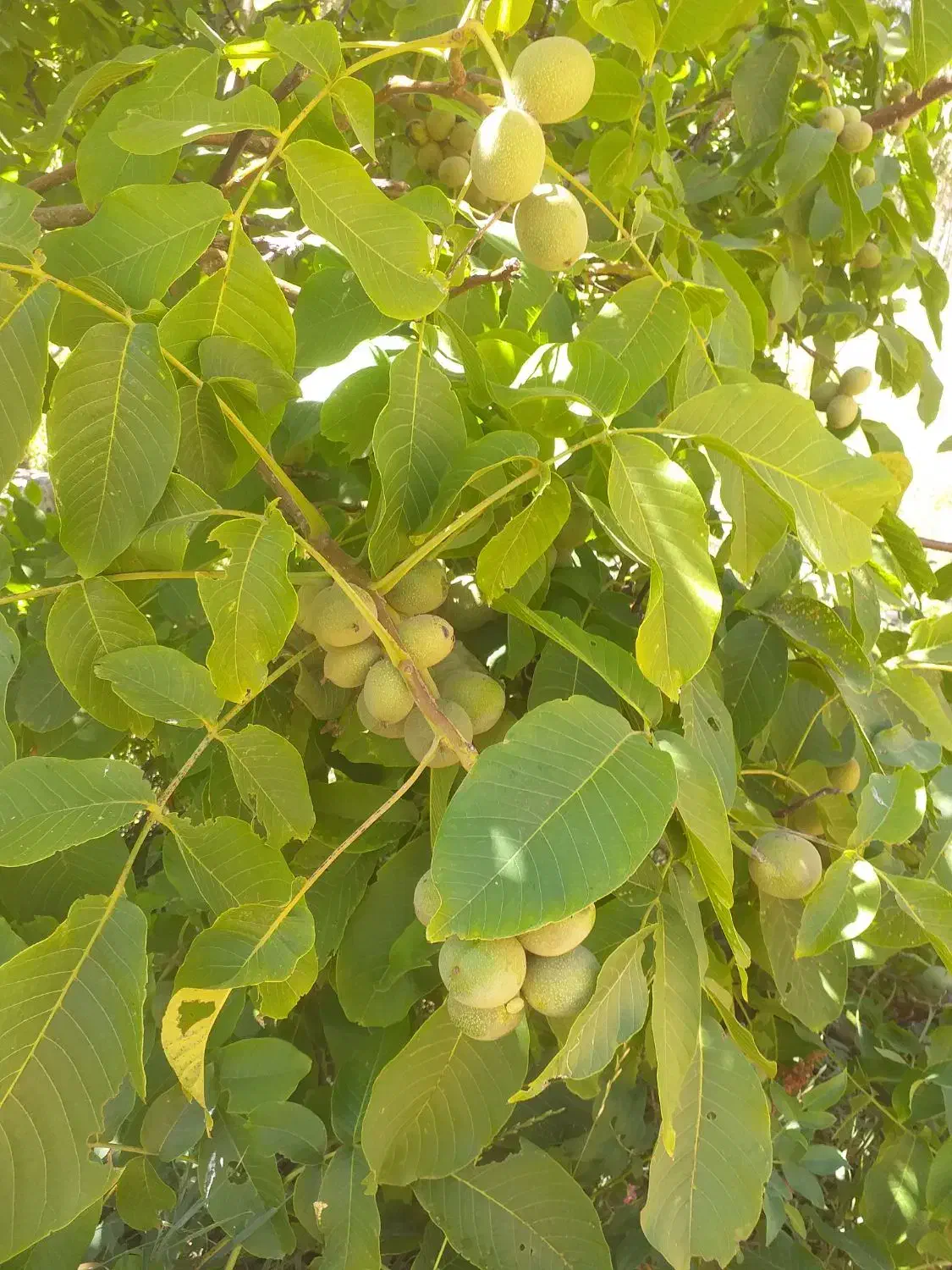 فروش باغ و خانه باغ در سعد آباد|فروش زمین و ملک کلنگی|خاو و میرآباد, |دیوار