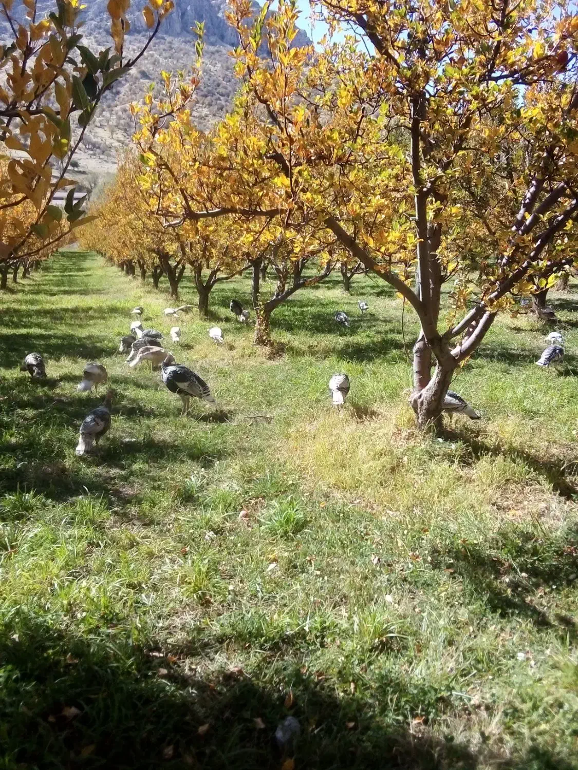 بوقلمون محلی|پرنده|سپیدان, |دیوار